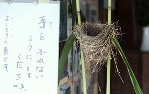 2012ヨシキリの巣.jpg